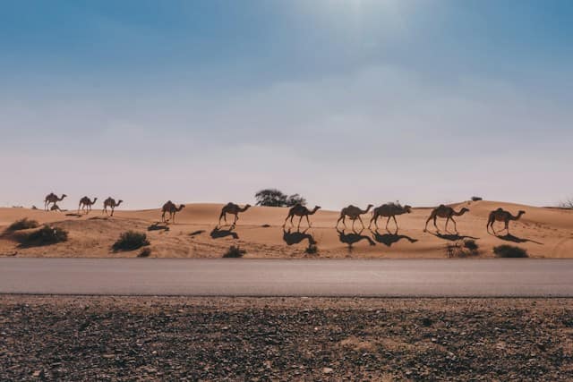 desert in UAE,camel walking on the desert