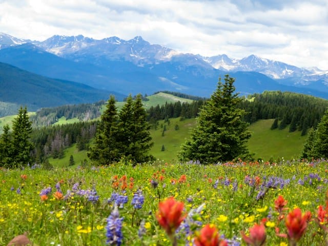 oramge and blue flowers during daytime,